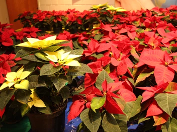 Adventsmarkt im CJD Homburg