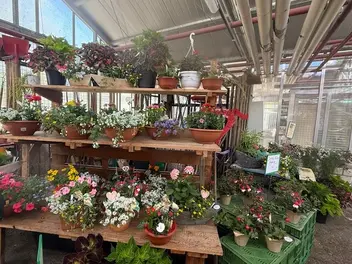 Einzelne Pflanzen und Arrangements werden verkauft