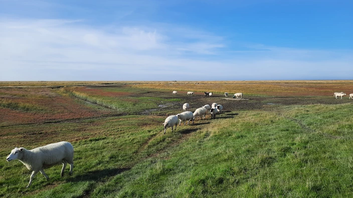 Persnlichkeitsbildung, Natur und Umwelt standen bei der Nordseegreizeit des CJD Homburg im Vordergrund
