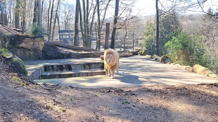 Gefährlch, der Löwe im Zoo