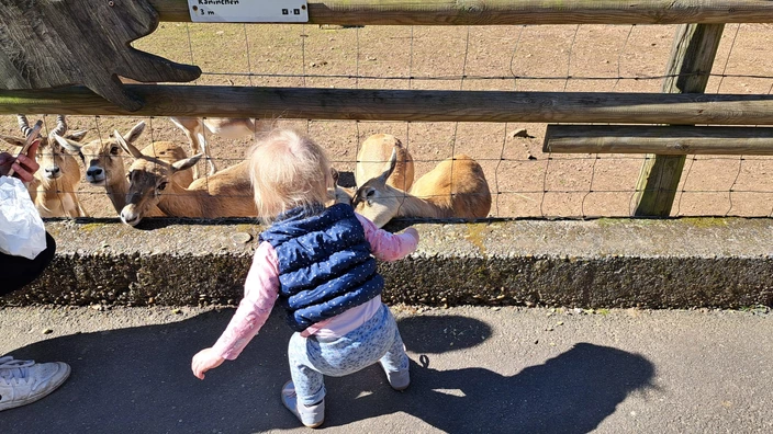 Begeistert von den Ziegen sind scon die Allerkeinsten