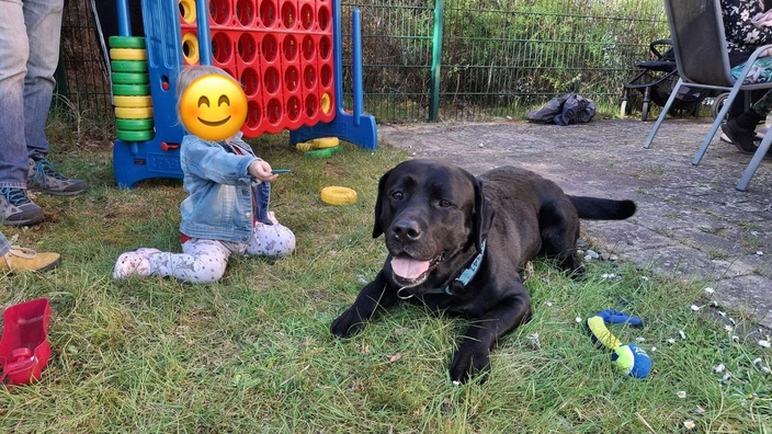 Kind und Hund nähern sich an