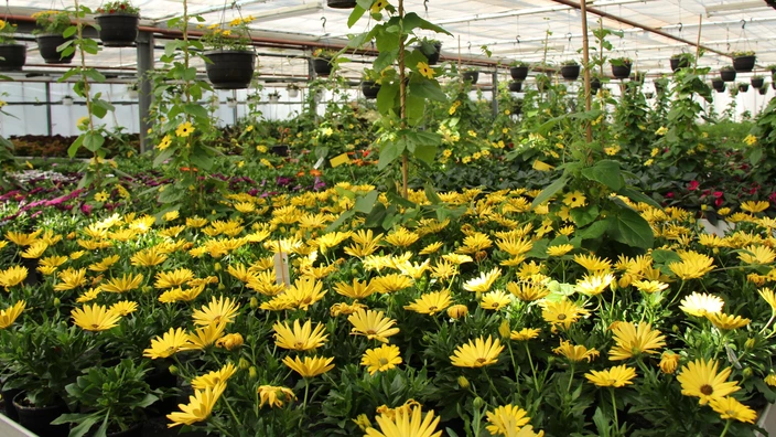 Über 50 Sorten stehen zum Verkauf