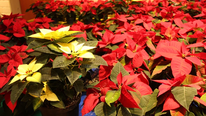 Adventsmarkt im CJD Homburg