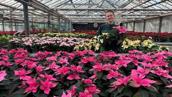 Selbstgezüchtete Weihnachtssterne werden verkauft