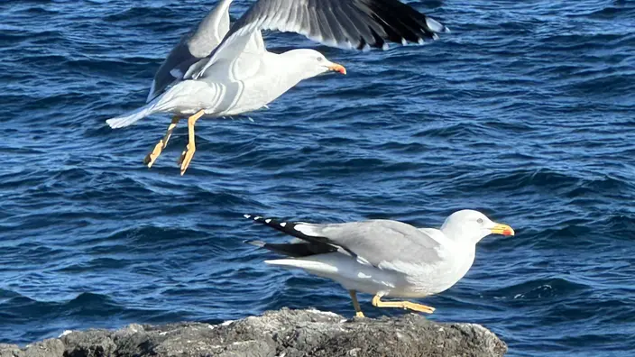 Möven starten zum Flug