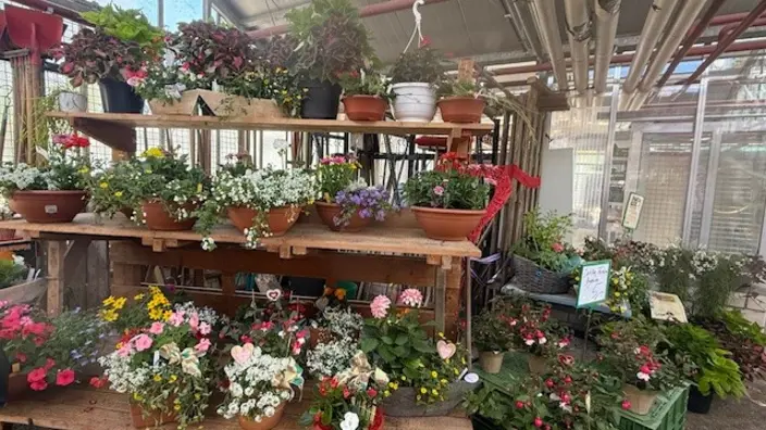 Einzelne Pflanzen und Arrangements werden verkauft